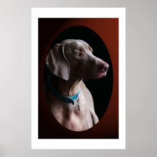 Poster Weimaraner Dans La Lumière Du Matin