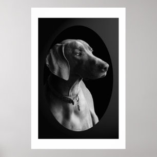 Poster Weimaraner Dans La Lumière Du Matin (Noir Et Blanc