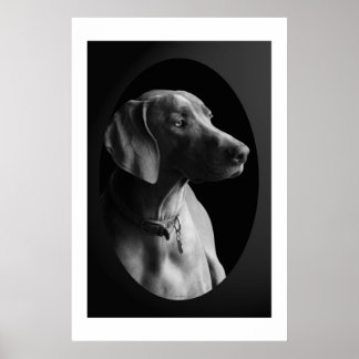 Poster Weimaraner Dans La Lumière Du Matin (Noir Et Blanc