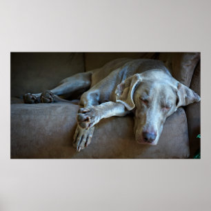 Poster Weimaraner somnolent