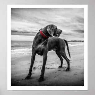 Poster Weimaraner sur plage Imprimer