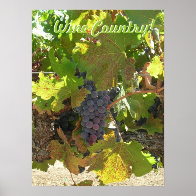 Poster - Weinland (Vorne)