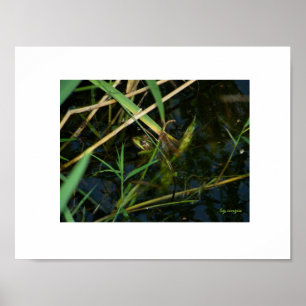 Poster (weiße Grenze): Mimetischer Frosch