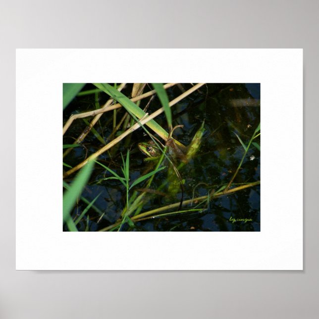 Poster (weiße Grenze): Mimetischer Frosch (Vorne)