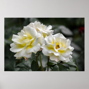 Poster Weiße Rose Fotografie