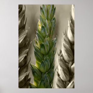Poster Weizen-Blé