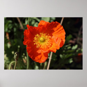 Poster Welsh Poppy (Orange)