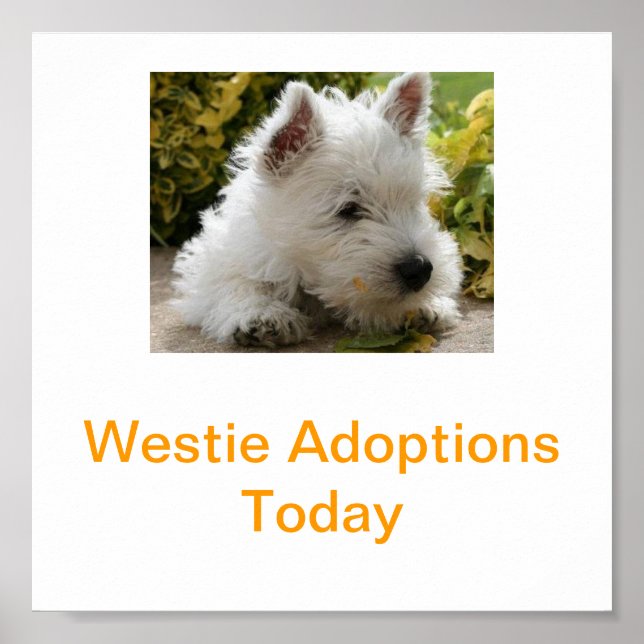 Poster West Highland White Terrier Adoption Aujourd'hui S (Devant)