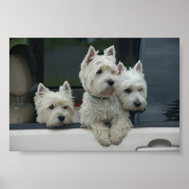 Poster West Highland White Terriers (Devant)