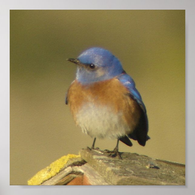 Poster Western Bluebird 2 (Devant)