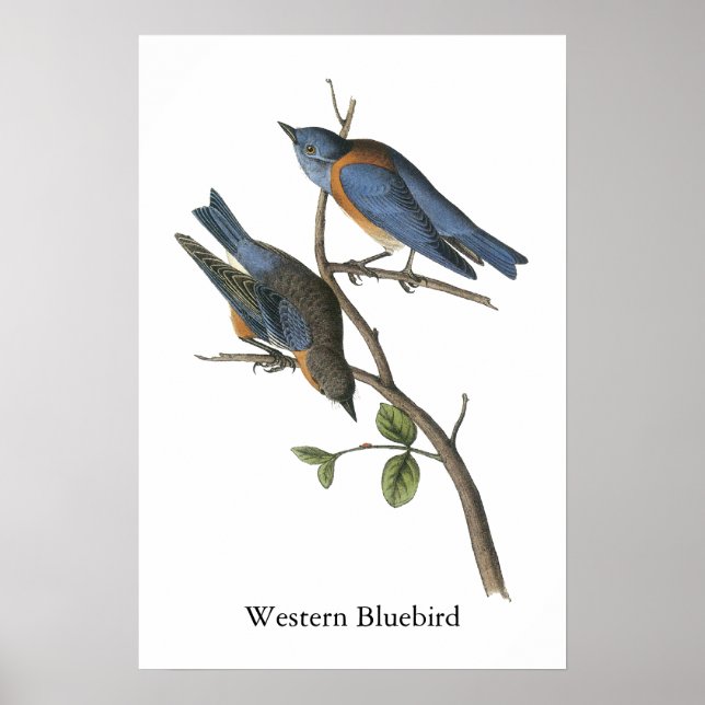 Poster Western Bluebird, John Audubon (Devant)