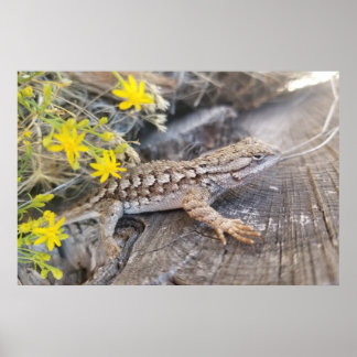 Poster Western Fence Lizard
