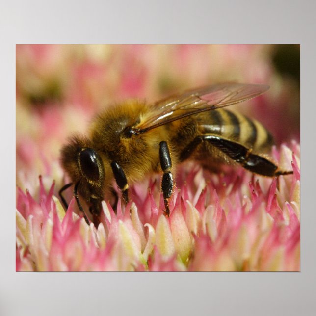 Poster Western Honey Bee Macro (Devant)