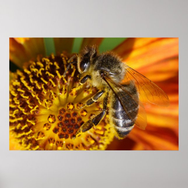 Poster Western Honey Bee Macro (Devant)