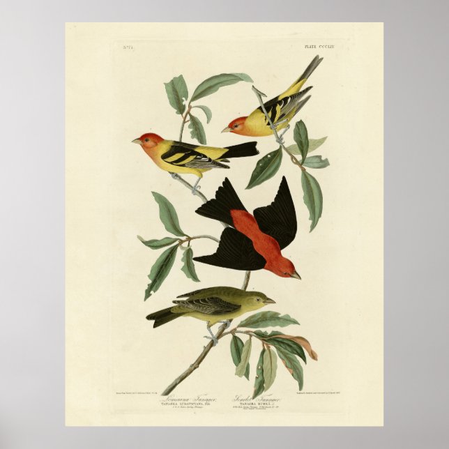 Poster Western, Scarlet Tanagers Audubon Birds of America (Devant)