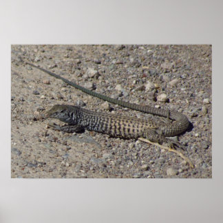 Poster Western Whiptail