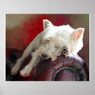 Poster Westie au repos