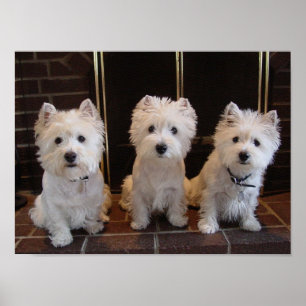 Poster Westie Girl Trio