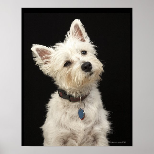 Poster Westie (West Highland terrier) avec col (Devant)
