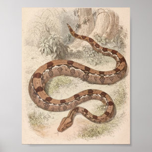 Poster WH Freeman - dossier de constricteur de boa