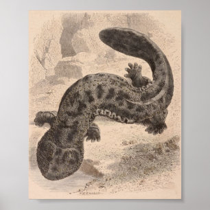 Poster WH Freeman - La grande salamandre japonaise P/foli