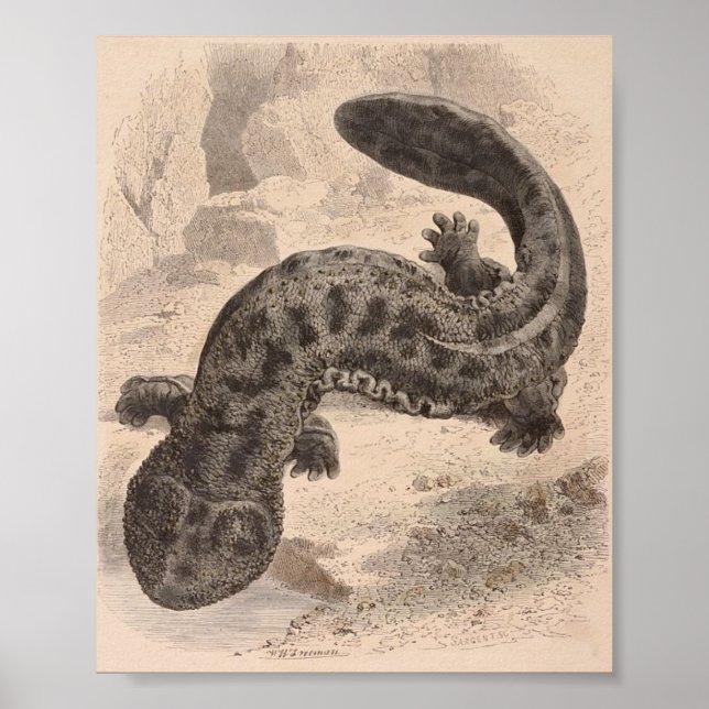 Poster WH Freeman - La grande salamandre japonaise P/foli (Devant)