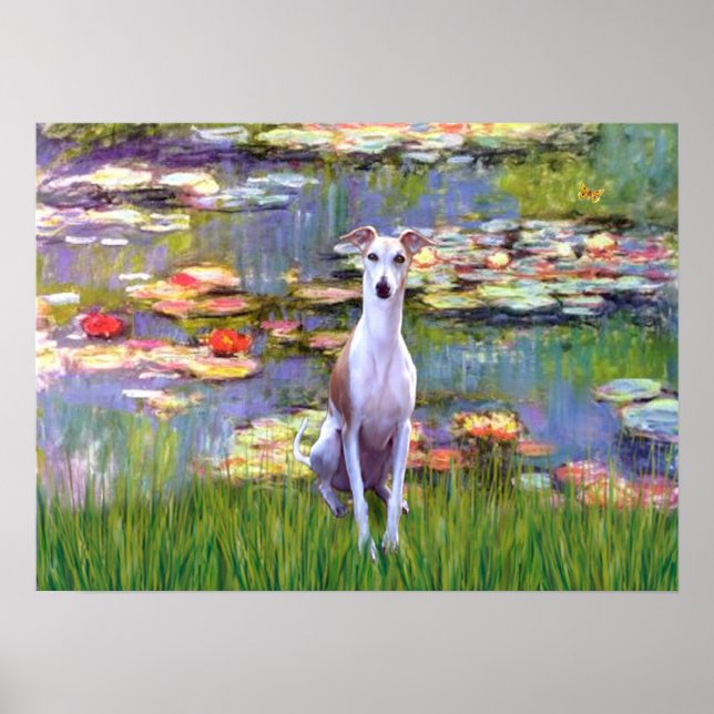 Poster Whippet (blanc-marron) - Lys 2 (Devant)