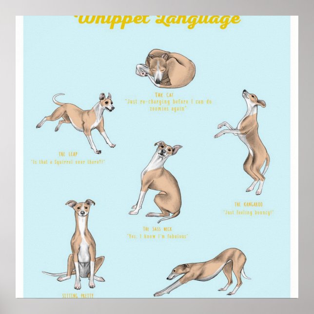 Poster Whippet language | Whippet Canvas (Devant)