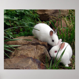 Poster Whisper de lapin