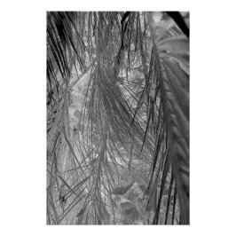 Poster Whispers Des Tropiques