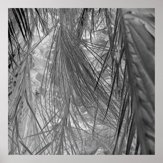 Poster Whispers Des Tropiques (Devant)