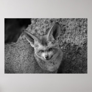 Poster Whispers Nocturnes-Le Renard Accumulé À La Chasse 
