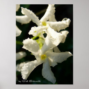 Poster white001