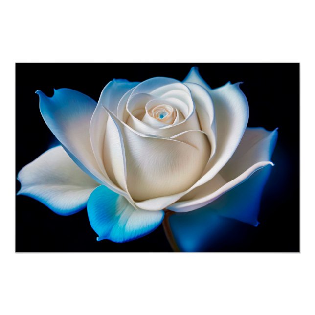 Poster White and Blue Rose (Devant)
