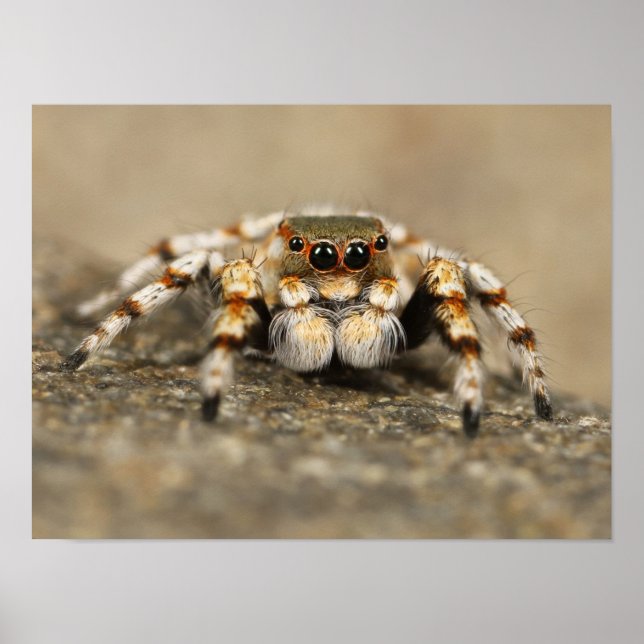 Poster White and Orange Jumping Spider (Devant)