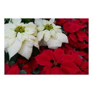 Poster White and Red Poinsettias