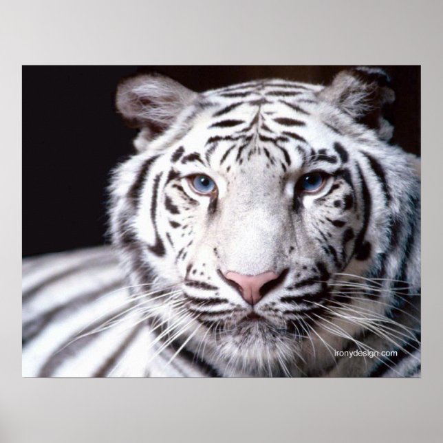 Poster White Bengal Tiger Photographe (Devant)