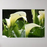 Poster, WHITE CALLA LILIES_ Horiz # 1