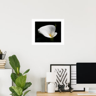 Poster White Calla Lily Floral Photographic