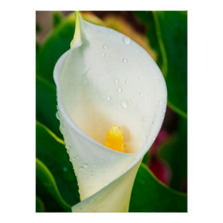 Poster White Calla Lily Macro Botanical Photo Nature Art