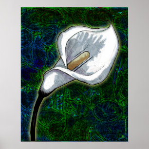 Poster White Calla Lily (Poster Semi-Gloss)