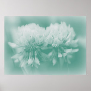 Poster White CLover Wildflower in Aqua