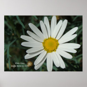 Poster White Daisy Print - Select Your Frame