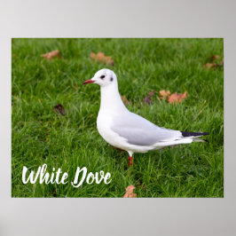 Poster White Dove for bird and Pigeon lover cadeau