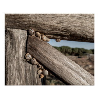 Poster White garden snails (Theba pisana) estivating