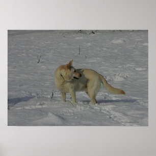 Poster White German Shepherd in the Snow