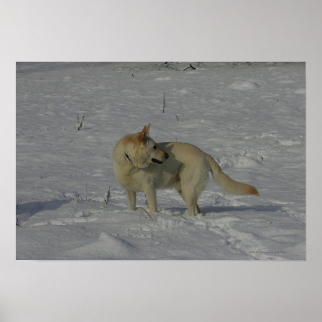 Poster White German Shepherd in the Snow (Devant)