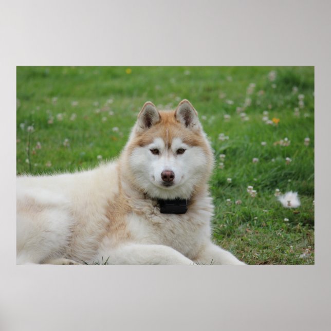 Poster White Husky Dog Belle photographie (Devant)