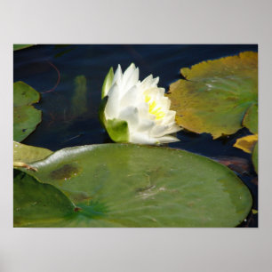 Poster White Lily