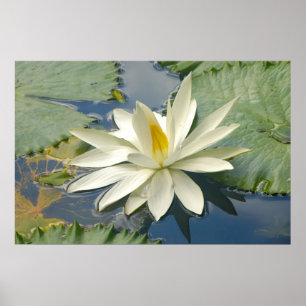 Poster White lotus